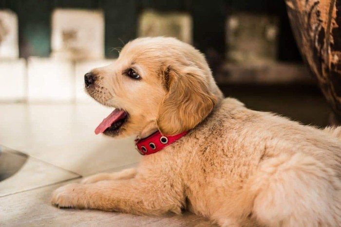 Are strawberries good for dogs? Golden retriever puppy yawning