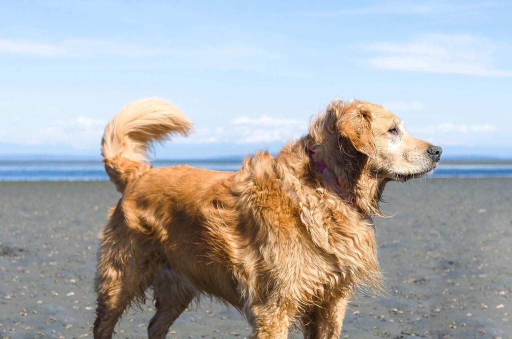 golden retriever at the beach