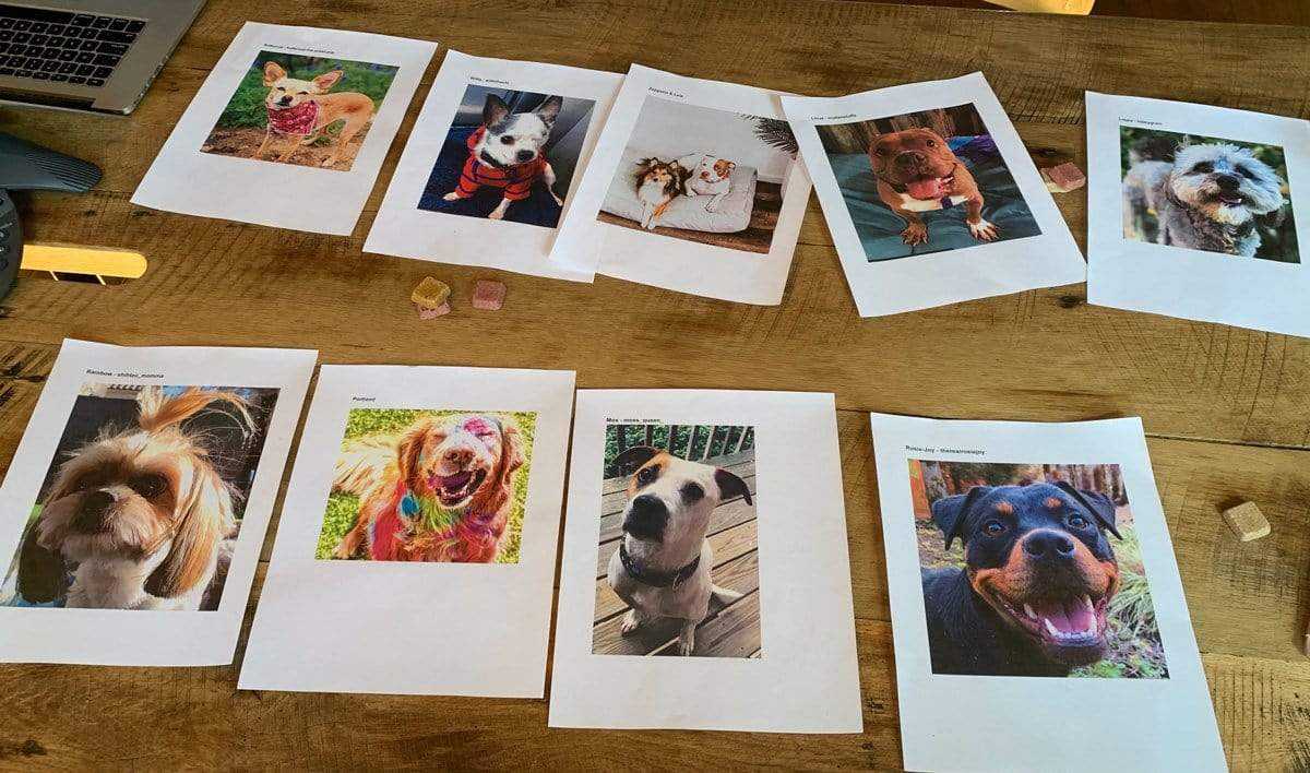 wild earth dog models