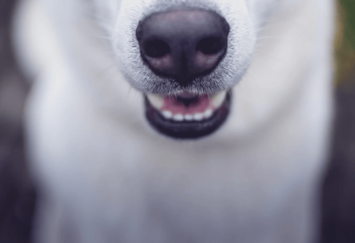 close up of dog mouth