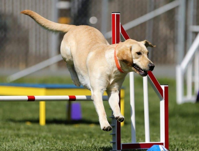 Yellow lab doing agility exercises
