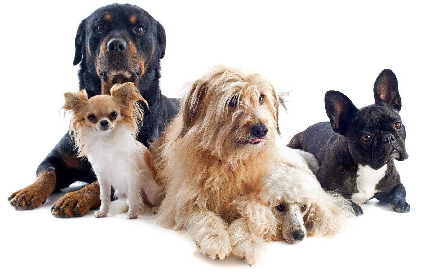 learn about vegan dogs