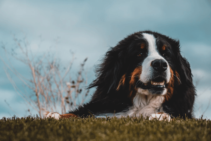 Black and white dog sitting on grass