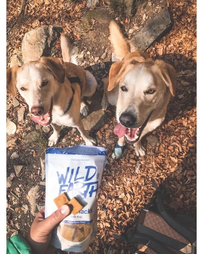 two dogs waiting for Wild Earth treats