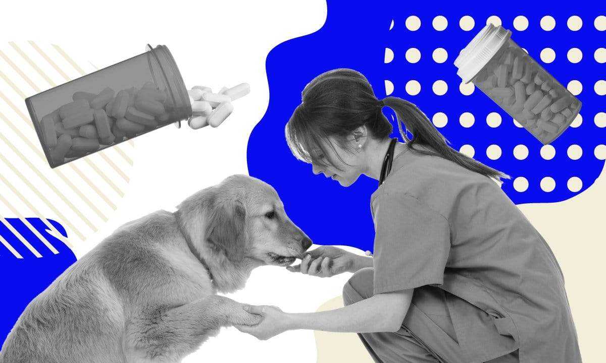 impact of poor quality pet food ingredients