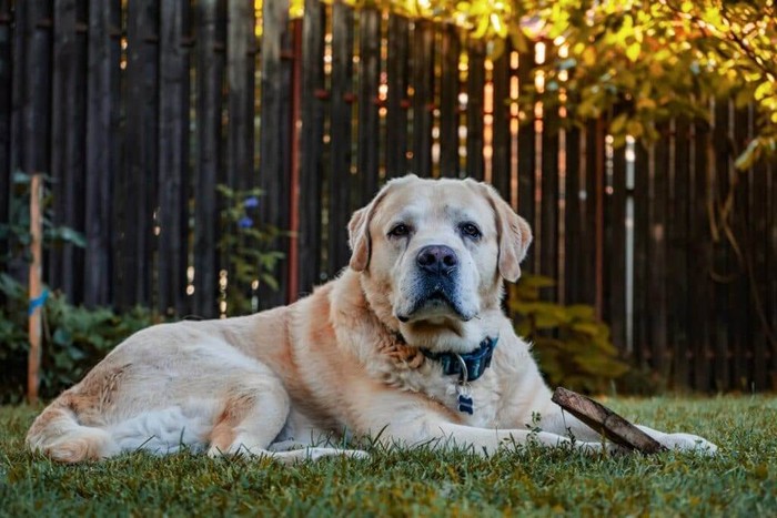 Yellow lab lays in grass