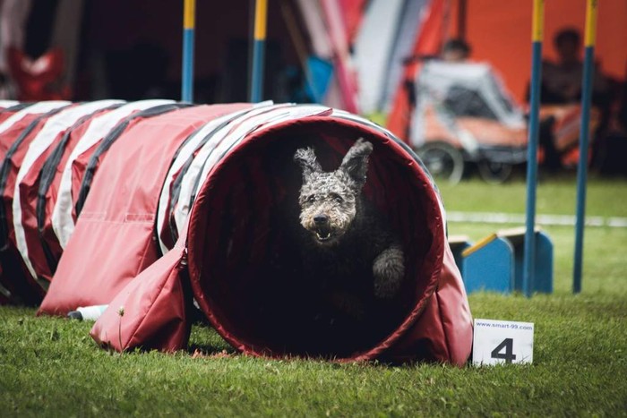dog running through tunnel