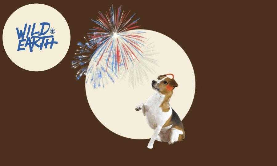 dog scared of fireworks