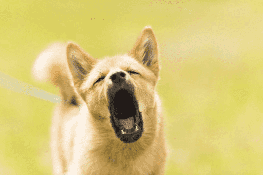 How to Stop a Dog Barking