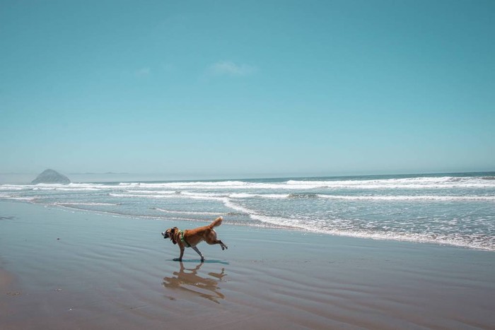 Dog running on the beach