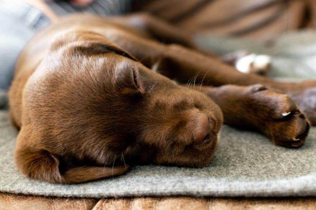 How Long do Dogs Sleep?