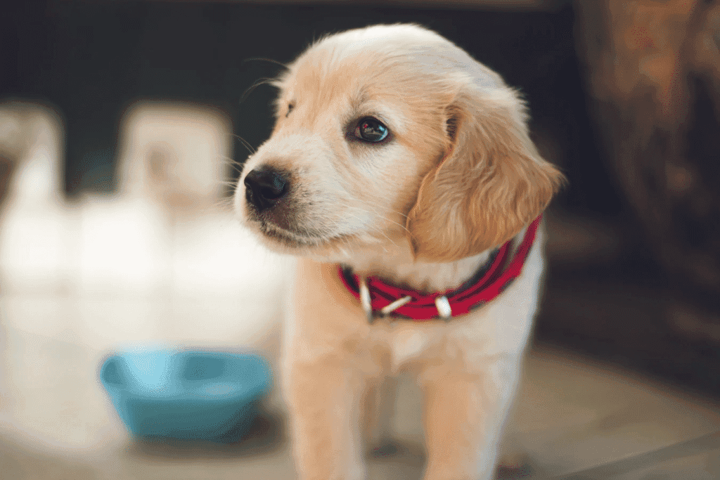How Long Does a Dog Stay in Heat? What Pet Parents Should Know