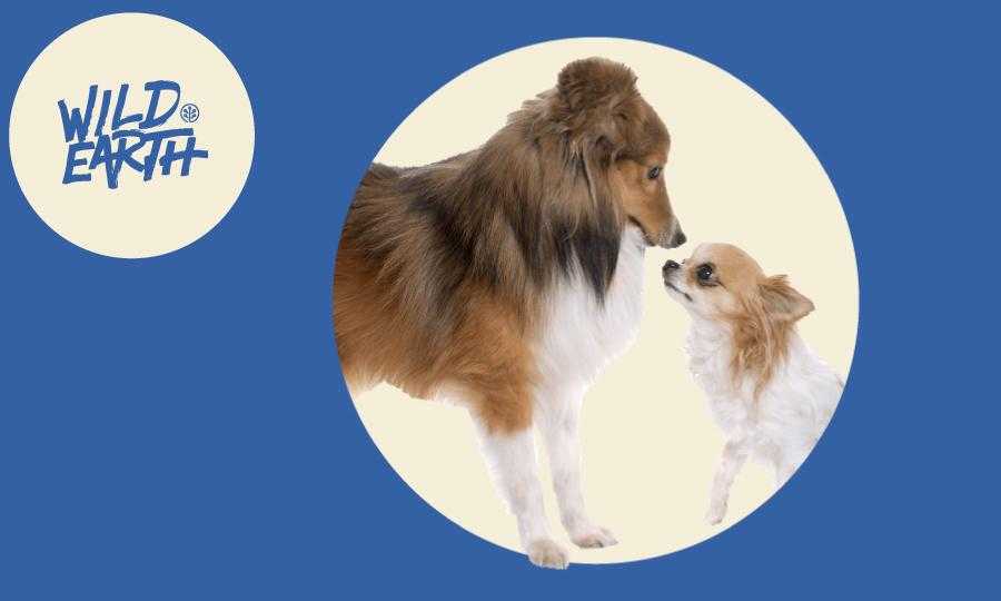 how to introduce a new pet to your current pet