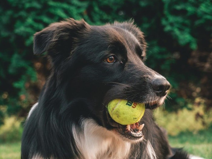 Black dog holds tennis ball in mouth