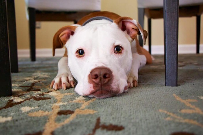 pit bull laying down under table