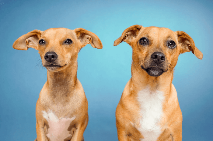 two tan dogs looking ahead