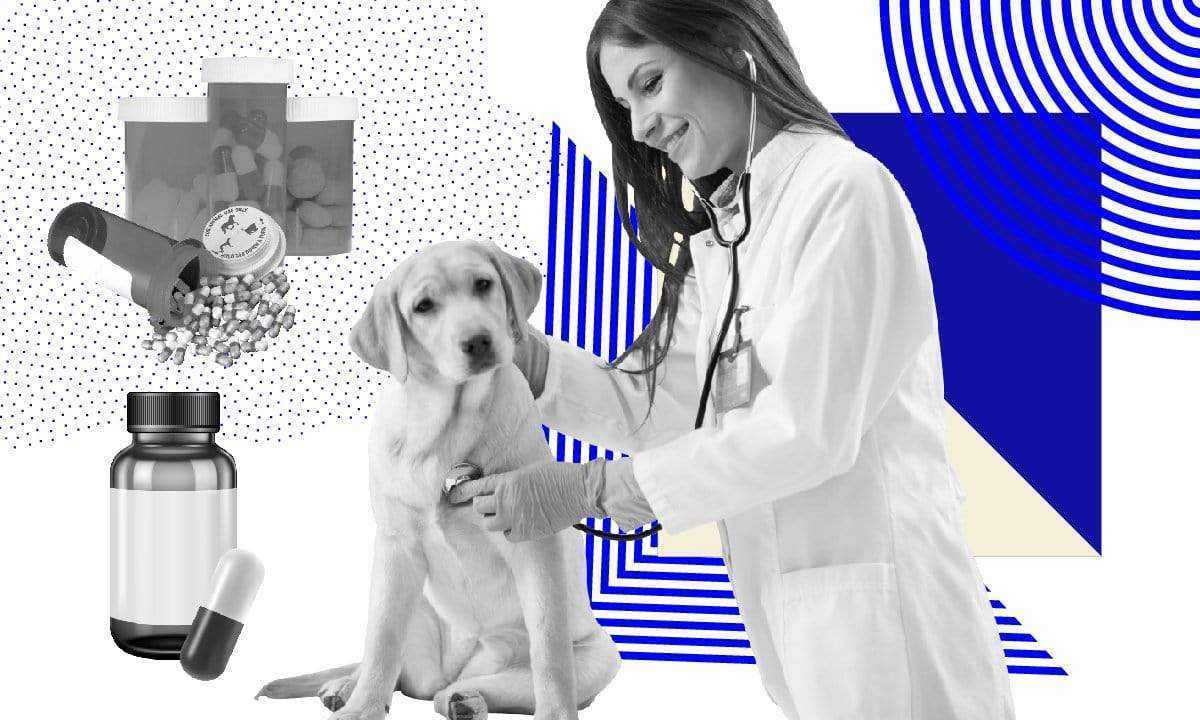 the state of dog food today