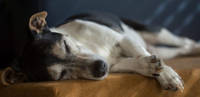 Jack russell terrier sleeping