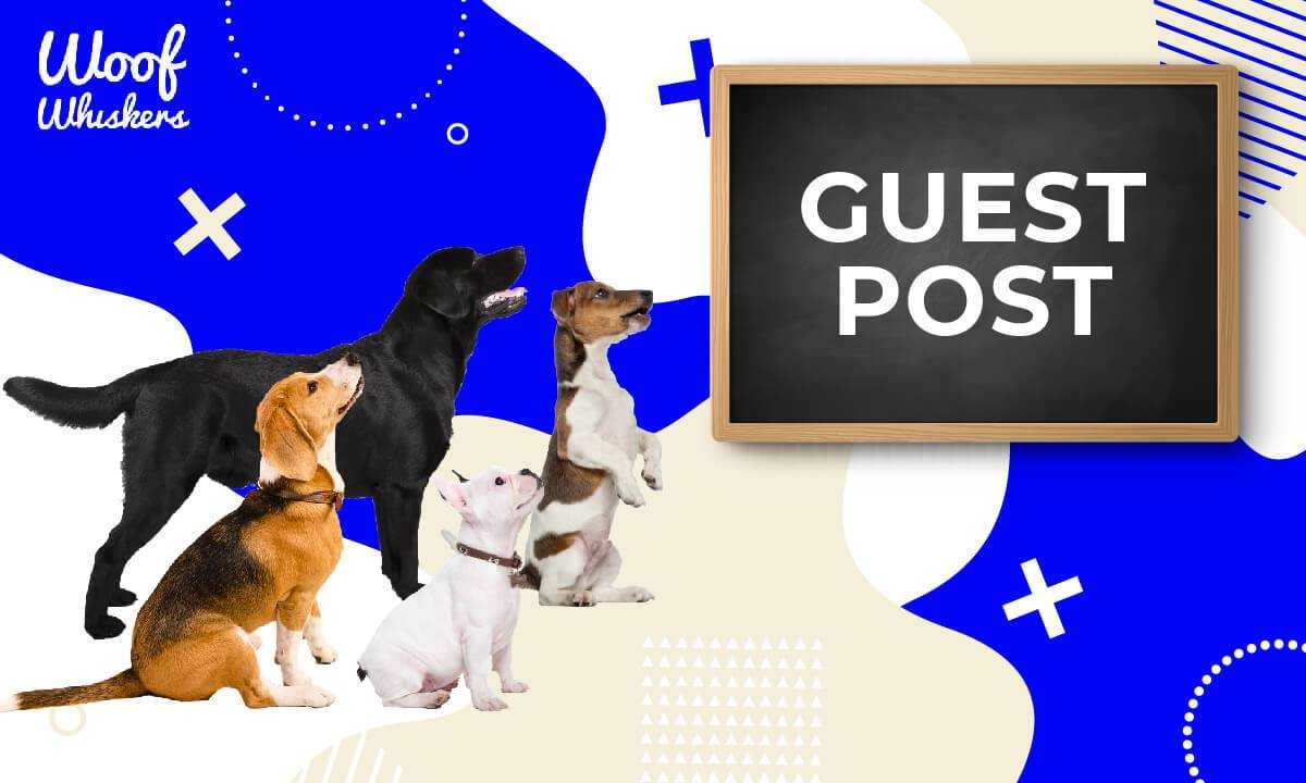 kyle from woof whiskers