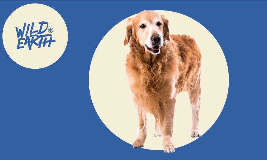 The Vet's Corner: How to Tell if Your Pet Needs to Lose Weight