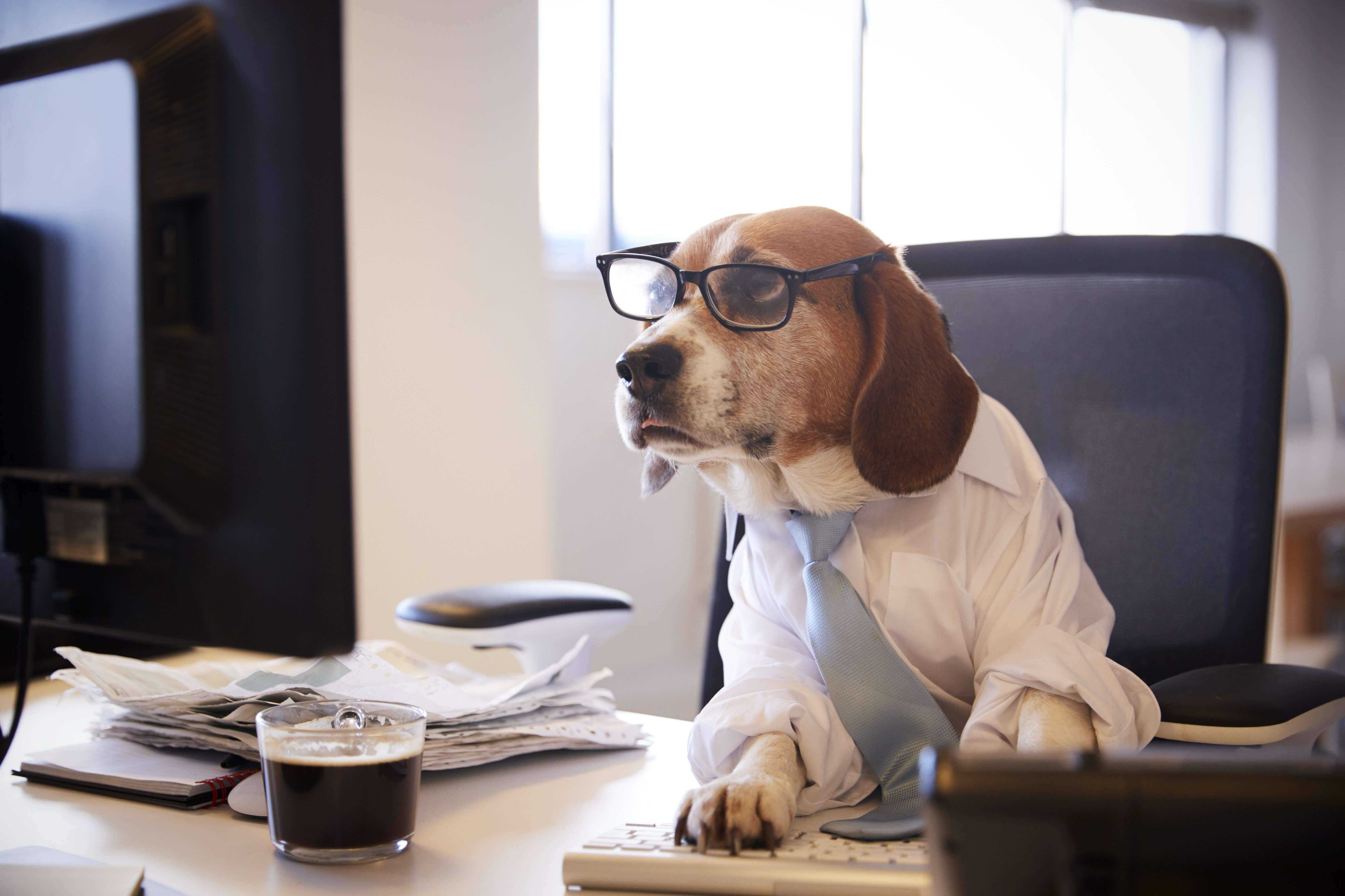 10 Amazing Posts of Dogs Working From Home