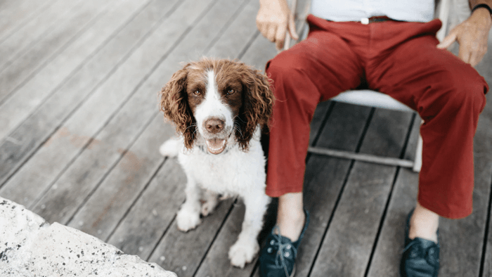 Service dog sits with owner