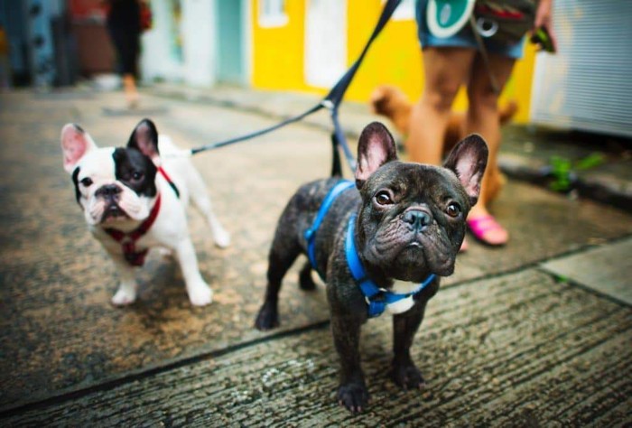 two french bulldogs on a leash