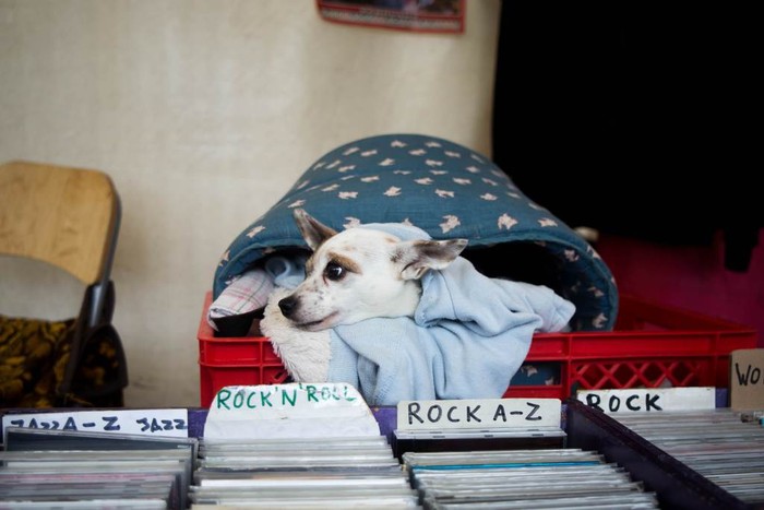 dog in record player crate