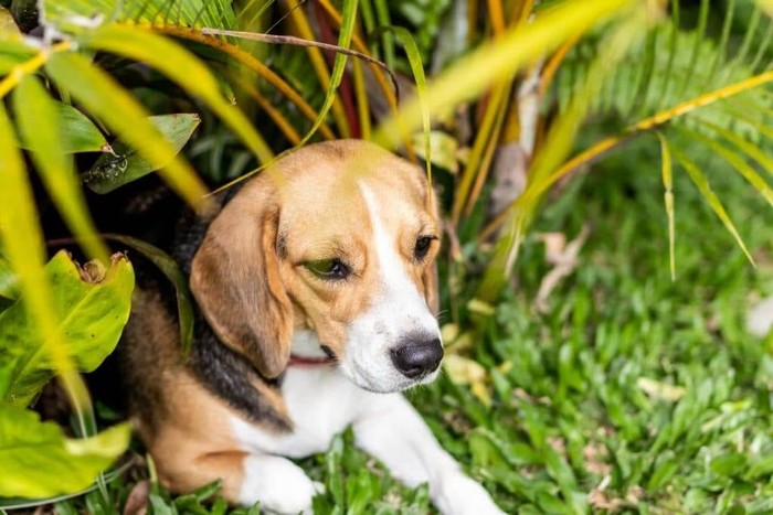 cute beagle in the grass