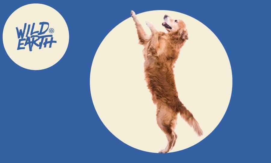 helping your dog lose weight