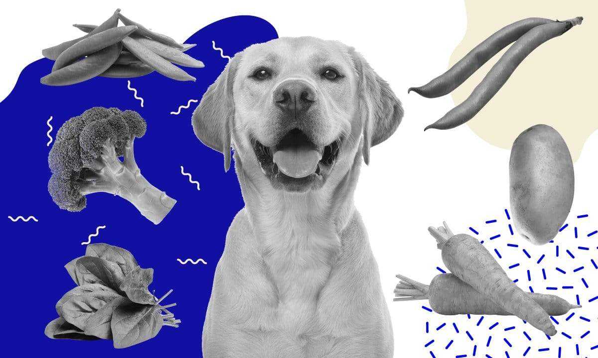 dogs can have a meat free diet