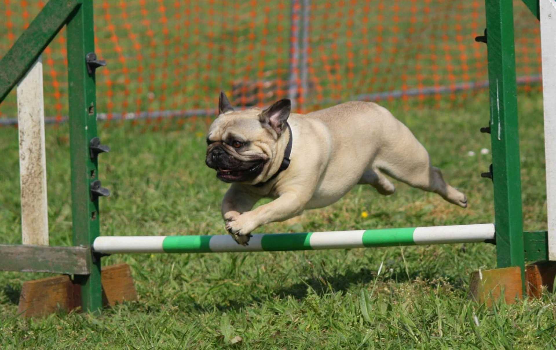 Dog Agility Training: Where to Begin