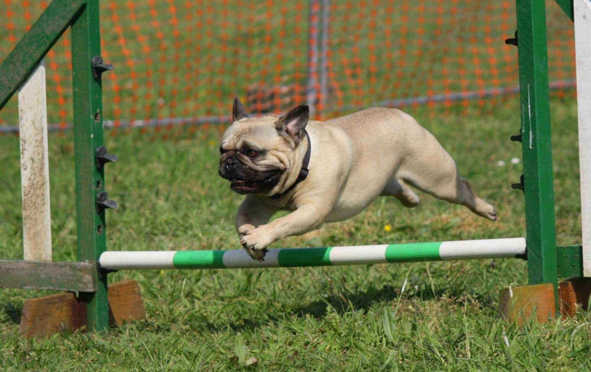 Dog Agility Training: Where to Begin
