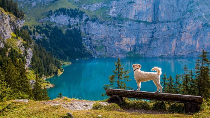 dog looking out on a lake