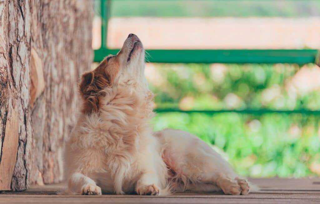 Why Do Dogs Howl? How to Interpret This Common Canine Behavior